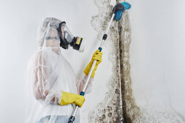 Best Certified Mold Removal  in Claypool, AZ