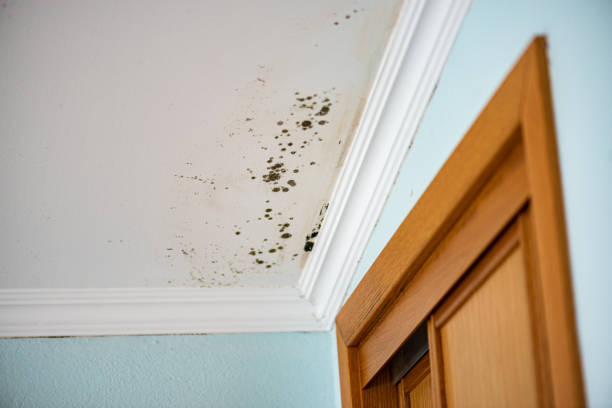 Best Commercial Mold Removal  in Claypool, AZ