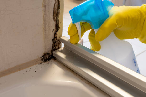 Best Mold Removal Process  in Claypool, AZ