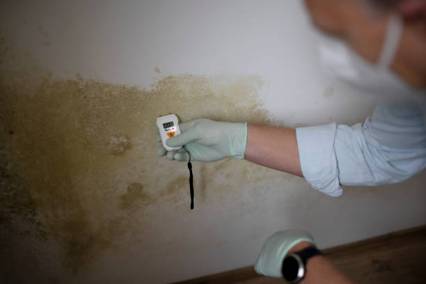 Professional Mold Removal in Claypool, AZ