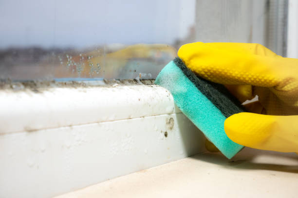 Best Best Mold Removal Companies  in Claypool, AZ