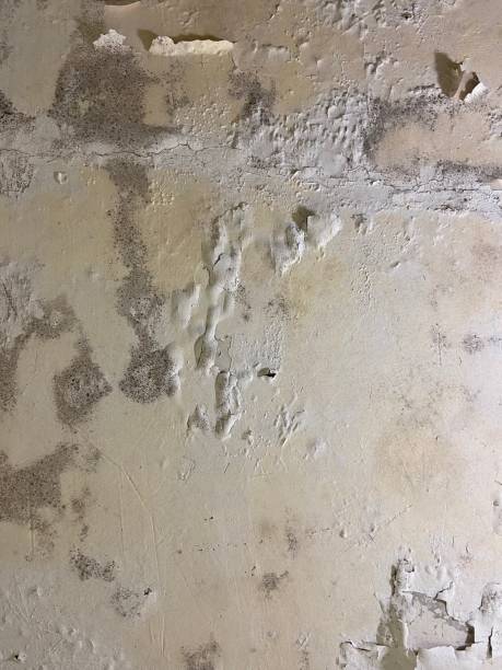 Best Black Mold Removal  in Claypool, AZ