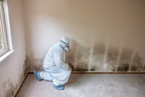 Best Toxic Mold Removal  in Claypool, AZ