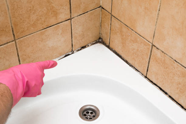 Best Crawl Space Mold Removal  in Claypool, AZ
